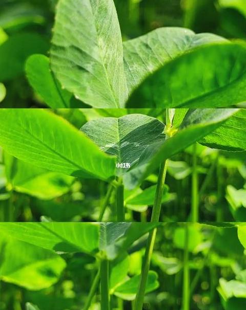 手机屏幕变绿色了怎么回事